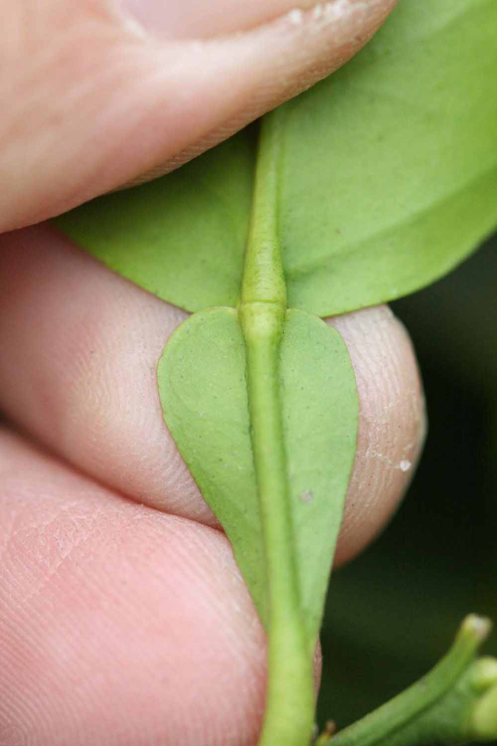  Petiole (Riverside, CA)